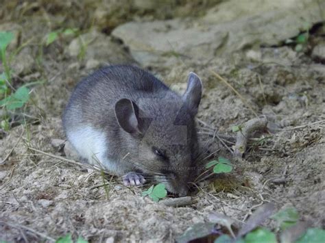 Grey Mouse By Bala Photography On Deviantart