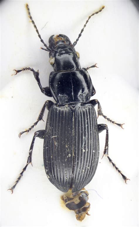 Pterostichus melanarius (Coleoptera of Ohio) · iNaturalist