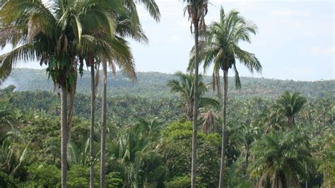 Babassu Attalea Speciosa Feedipedia