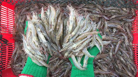 Record-Breaking December Boosts Ecuador's Shrimp Industry ...