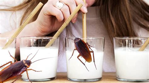 Leche De Cucaracha ¿qué Es Y Qué Beneficios Ofrece Descubre La Verdad