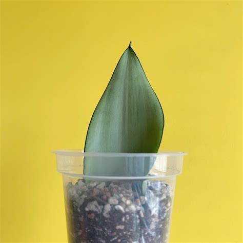 Snake Plant Propagation | How to Propagate Snake Plant