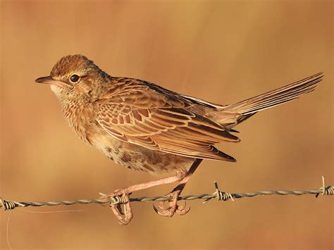 Brown Songlark Cincloramphus Cruralis