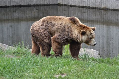 Eurasian brown bear (Ursus arctos arctos) - ZooChat