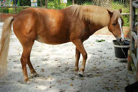 Sand Colic in Horses - Symptoms, Causes, Diagnosis, Treatment, Recovery ...