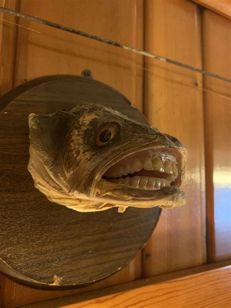 This fish with human teeth. : oddlyterrifying