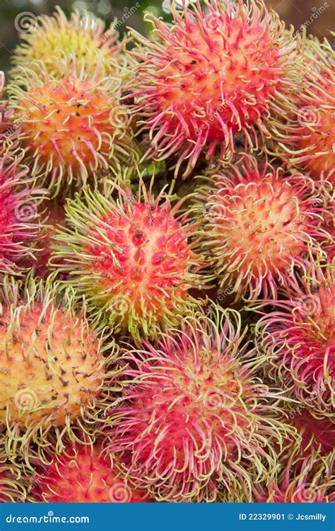 Rambutan Or Hairy Fruit, Popular Fruit Of Thailand Stock Image - Image: 22329901