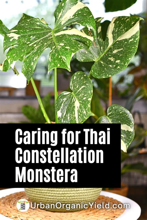 Thai Constellation Monstera Get The Perfect Plant For Your Home Or