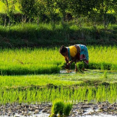 FCI And State Agencies Procure 85 41 LMT Of Paddy In Punjab During