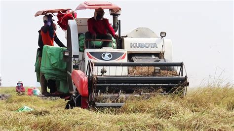 Machine Kubota Harvest Rice The Best Harvesting ម៉ាស៊ីនច្រូតស្រូវគូបូតា