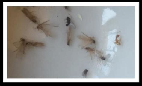 samples  sand flies  scientific diagram