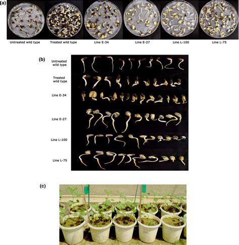 Kanamycin Screening To Identify T1 Generation Transgenic Cotton Plants