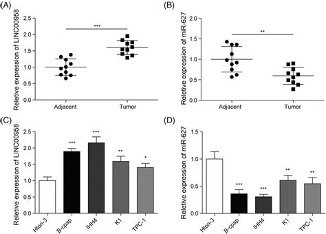 Linc00958 Mir‐627 Signal Axis Regulates The Proliferation Migration