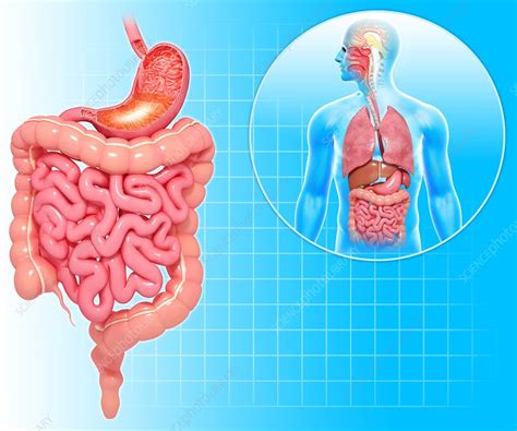 Healthy Digestive System Artwork Stock Image F Science