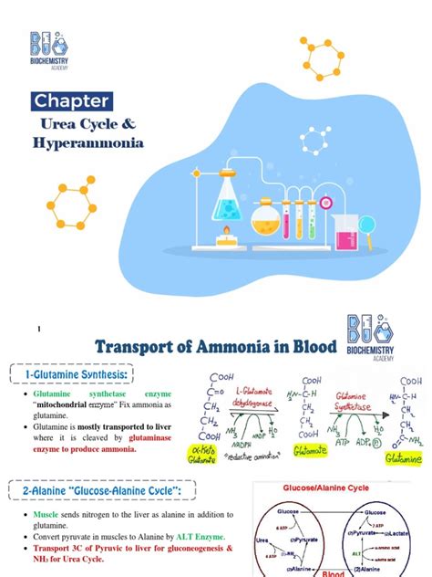 Urea Cycle & Hyperammonia | PDF | Citric Acid Cycle | Chemistry