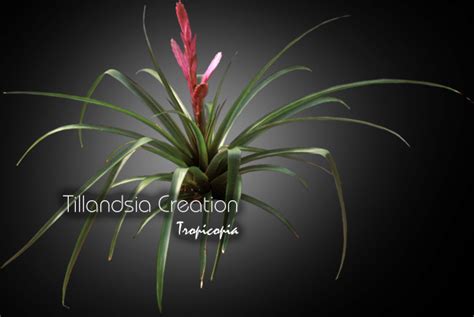 Tropicopia Online House Plant Picture Of Bromeliad Tillandsia Creation