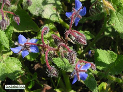 Borago Officinalis Common Borage MaltaWildPlants The Online