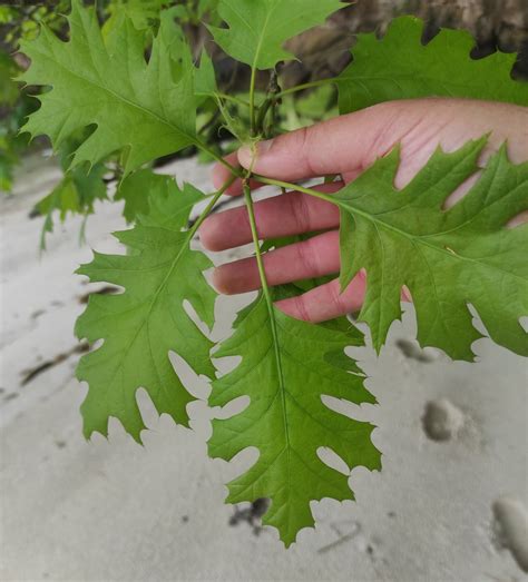 Quercus Rubra L Biodiversidade