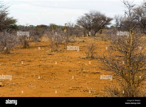 Red Earth Ground Savannah Savanne South Africa Bush Woodland Landscape