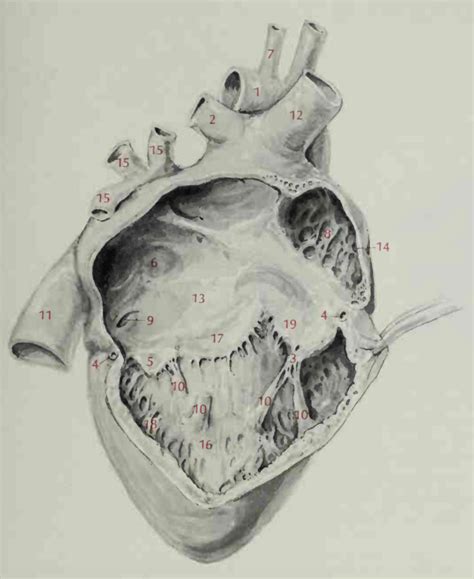 Fig 52 The Right Atrium And Right Ventricle Diagram Quizlet