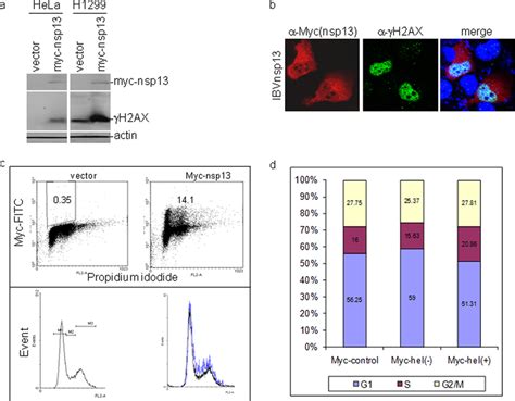 Induction Of Dna Damage Response And Cell Cycle Arrest At S Phase By