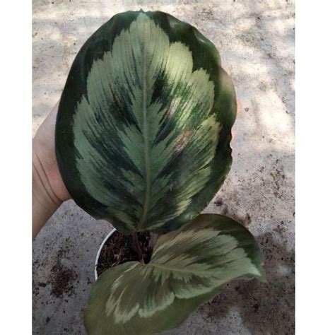 Jual Tanaman Hias Calathea Medallion V2 Ekonomis Shopee Indonesia