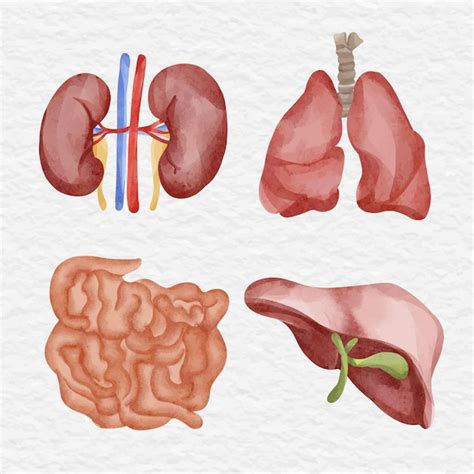 Premium Vector | Watercolor human anatomy organ element clip art