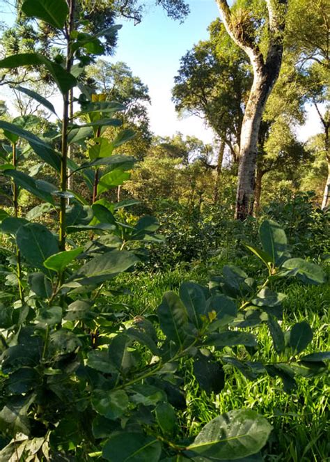 Novas Tecnologias Entram Em Campo Para O Cultivo De Erva Mate A Lavoura