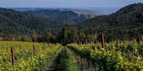 Wine Wineries Sonoma County Tourism