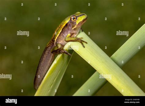 Tadpole Changing Into A Frog Hi Res Stock Photography And Images Alamy