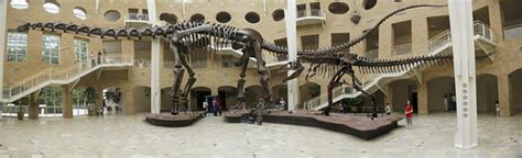 argentinosaurus  giganotosaurus  visit  fernbank mus flickr