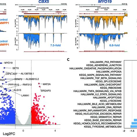 Effect of CDK12 inhibition on co-transcriptional splicing (A) THZ531 ... 