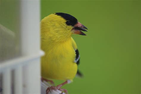 American Goldfinch Amy Flickr