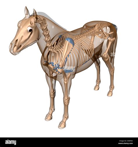 Horse Anatomy Skeleton