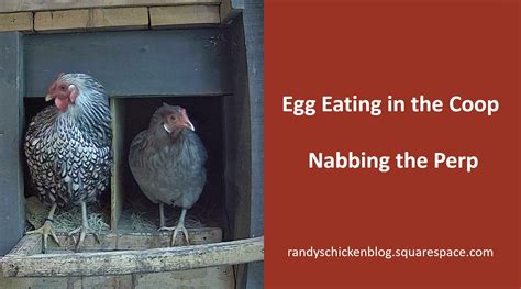 Egg Eating In The Coop Nabbing The Perp — Randys Chicken Blog