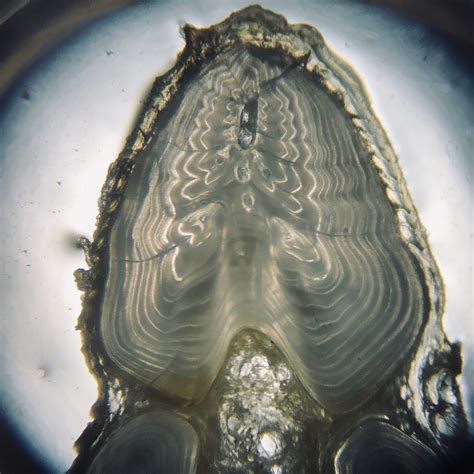 From tree rings to sturgeon growth rings: The fish aging process | by U