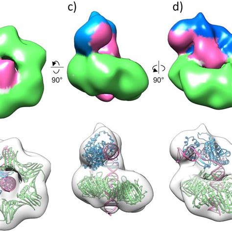 D Structure Of The P Furiosus Fen Pcna Dna Complex A Top View B