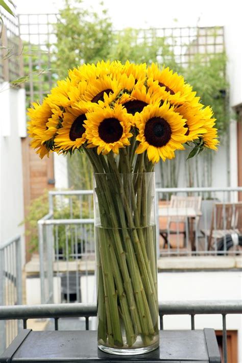 Total 49 Imagen Cuidados De Un Girasol Cortado Abzlocal Mx