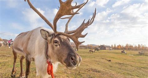 Reindeer might play an integral role in slowing down climate change • Earth.com