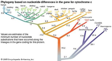 Cytochrome c | chemical compound | Britannica.com