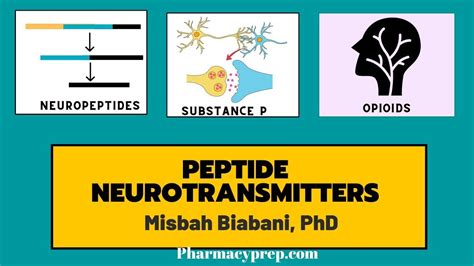 Peptide Neurotransmitters Medicinal Chemistry And Pharmacology Youtube