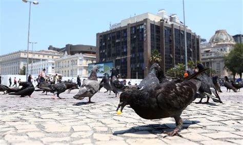 Campanha Para Popula O N O Alimentar Pombos Causa Pol Mica Jornal O