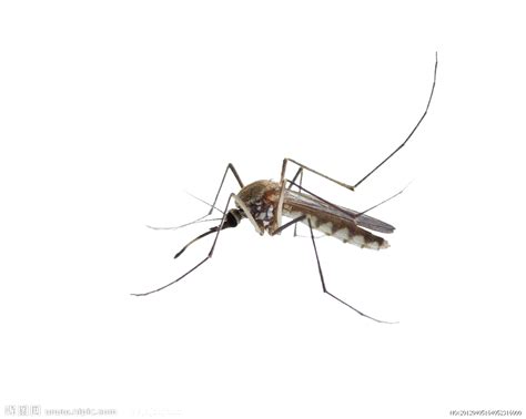 Mosquito Insect Membrane - Transparent mosquitoes png download - 1024* ...