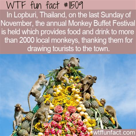 WTF Fun Fact - Monkey Buffet Festival