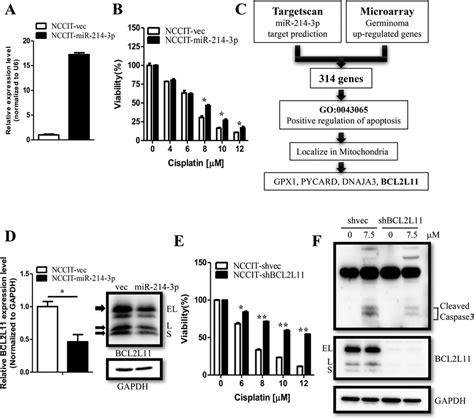 MiR 214 3p Enhanced Cisplatin Resistance By Targeting The Pro Apoptotic