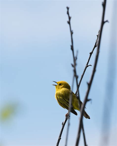 Warbler Bird Yellow Bright Branches Hd Phone Wallpaper Peakpx