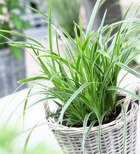 22 Best Ornamental Grasses For Containers How To Grow Them Ornamental Grasses Grasses