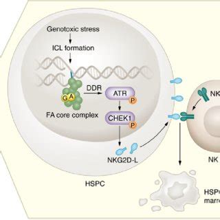 Nkg D Nkg D L Interactions Lead To Nk Cell Mediated Loss Of Hspcs In