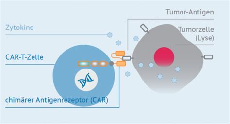 Neue Brosch Re Zur Car T Zell Therapie Erschienen Centrum F R