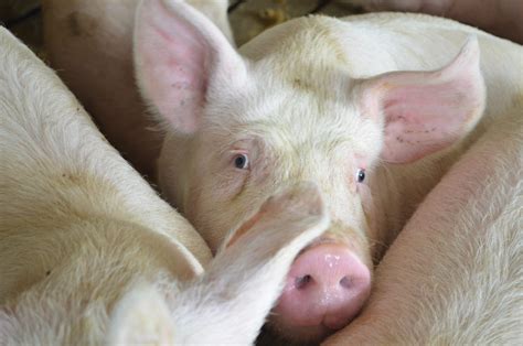 Tackling High Feed Costs In Today S Swine Marketplace Liberate Yourself Form A Feed